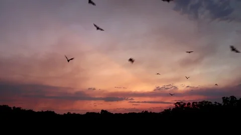 Flying Bats (2 in 1 file) Stock Footage 85337096