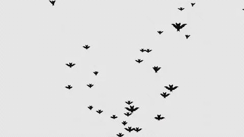 Flying Bats On Alpha Vídeos de archivo 250295214