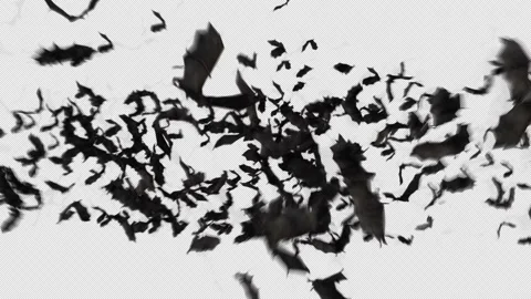 Flying Bats Close 스톡 동영상 158255903