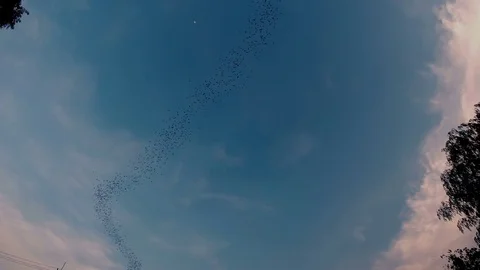 Flying bats in evening for feeding Video stock 80006761