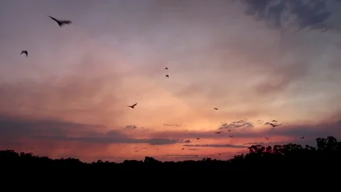 Flying Bats In Evening Sky (1 of 2) Video stock 85337063