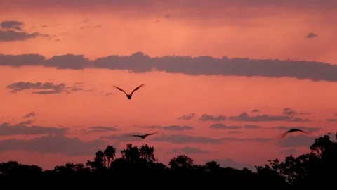 Flying Bats In Evening Sky (2 of 2) Stock Footage 85337074
