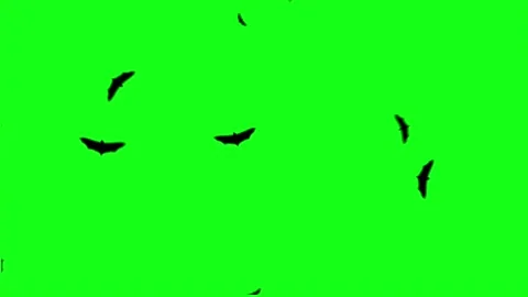 Flying bats flock swarm spooky night animation on green screen Stock Footage 315793642