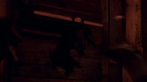 Flying bats Video stock 7761280