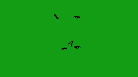 Flying bats motion graphics with green screen background Видео 133546341