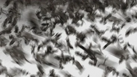 FLYING BATS TRANSITION 스톡 동영상 158217973