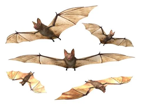 Flying bats white background Stock Illustration