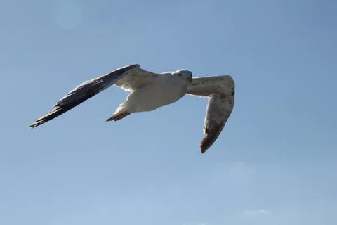 Flying beach seagull with back light Stock Photos