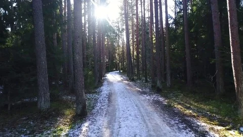 Flying in beautiful quiet coniferous forest with tall pines. Stock Footage 73030991