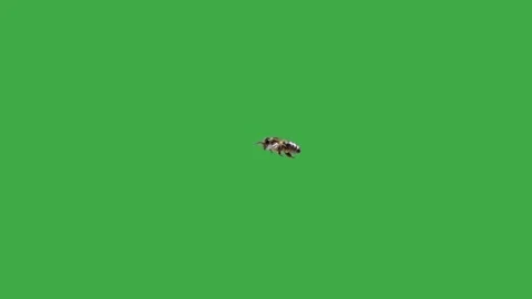 Flying bee along green screen Stock Footage 316916625
