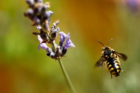 Flying bee approaching a flower Foto stock