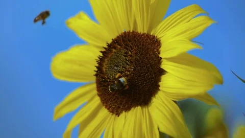 Flying Bee with Bumblebee waiting on Sunflower, SuperSlow Stock Footage 93113121