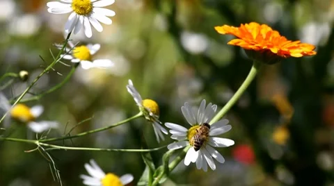 Flying bee on a camomile flower Stock Footage 8662228