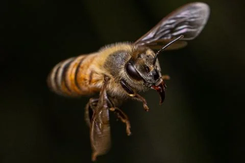 Flying Bee Close Up 스톡 사진