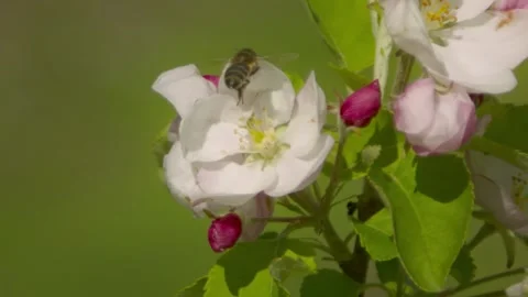 Flying bee collecting bee pollen from apple blossom. Bee collecting honey Stock Footage 283483106