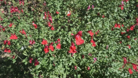 Flying bee collecting pollen from the red flower. Stock-Footage 211814477