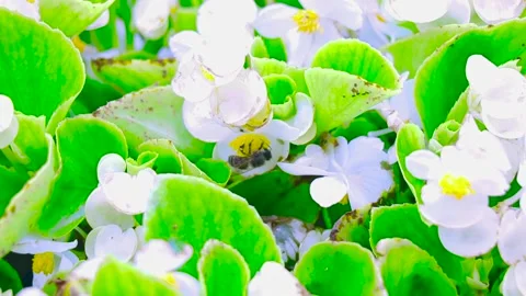 A Flying Bee Collects Pollen From a Small White Flower Video stock 170073400
