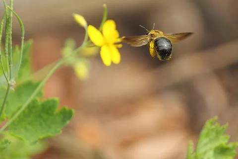 Flying Bee Covered in Pollen Stock Photos
