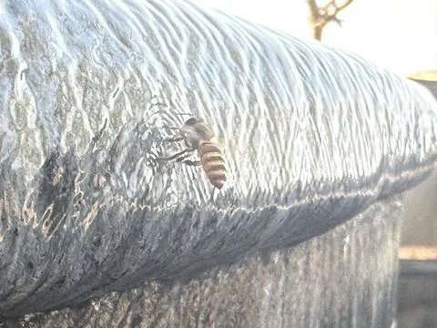 Flying bee is drinking at the pool Stock Photos