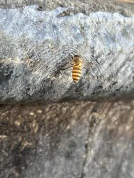 A flying bee is drinking at the pool Stock Photos