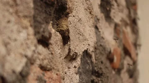 Flying bee entering hive inside wall Stock Footage 294736049