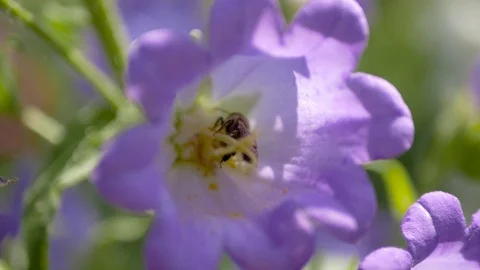 Flying bee to flower Video stock 111341398