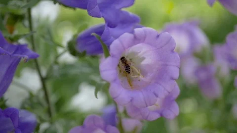 Flying bee to flower. slow motion 100fps Video stock 111341471
