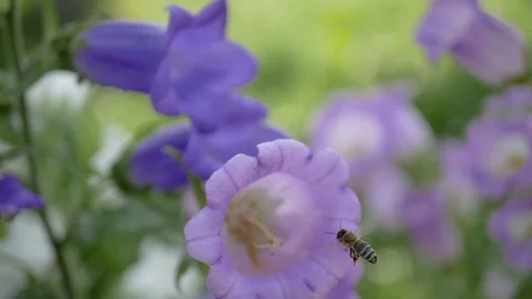 Flying bee to flower. slow motion 100fps Video stock 111341474