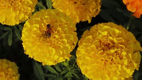 Flying bee on flowers. Stock Footage 80185660
