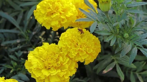 Flying bee on flowers. Stock Footage 80185774
