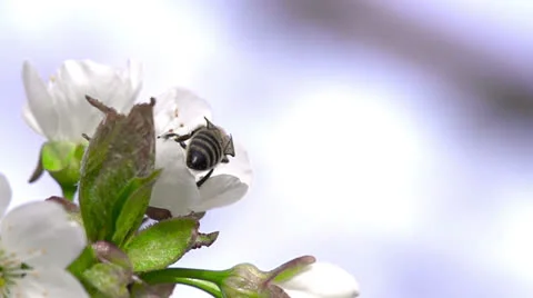 Flying Bee Video stock 22630059