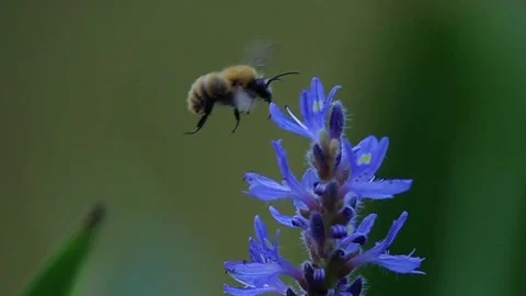 Flying bee Stock Footage 82183826