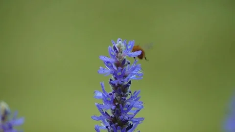 FLYING BEE Stock Footage 82184021