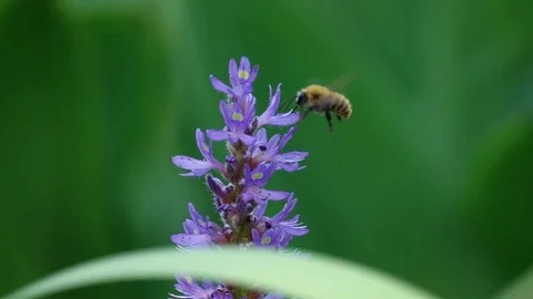 Flying bee Stock Footage 82184490