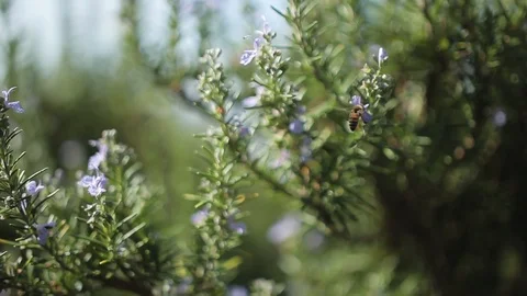 Flying bee Stock Footage 94364889