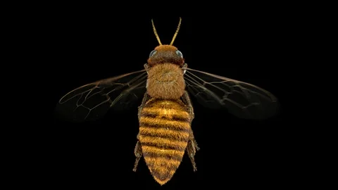 Flying Bee Video stock 100821250