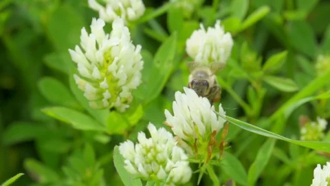 Flying bee Stock Footage 121249321