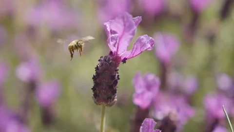 Flying Bee Stock Footage