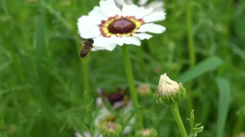 Flying Bee Stock Footage 142209659