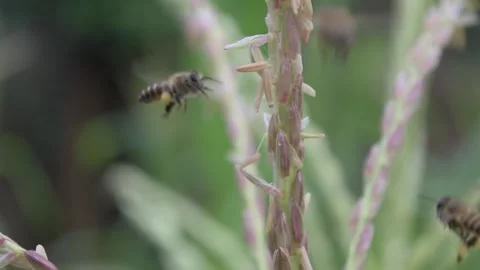 Flying bee Stock Footage 242177763