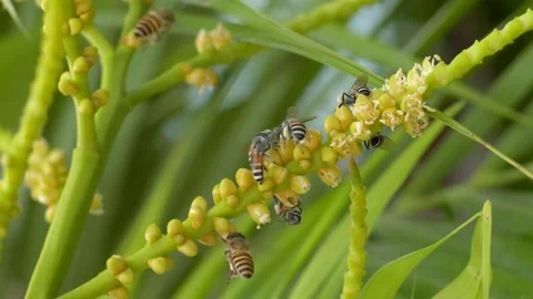 Flying bee gathering pollen from flower.Bees carries honey and nectar. Stock Footage 232996676