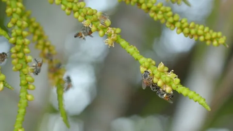 Flying bee gathering pollen from flower.Bees carries honey and nectar. Stock Footage 232996810