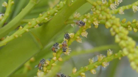 Flying bee gathering pollen from flower.Bees carries honey and nectar. Stock Footage 241934277