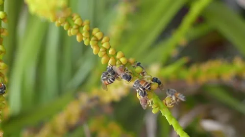 Flying bee gathering pollen from flower.Bees carries honey and nectar. Stock Footage 241934292