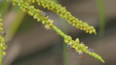 Flying bee gathering pollen from flower.Bees carries honey and nectar.. Stock Footage 253105580