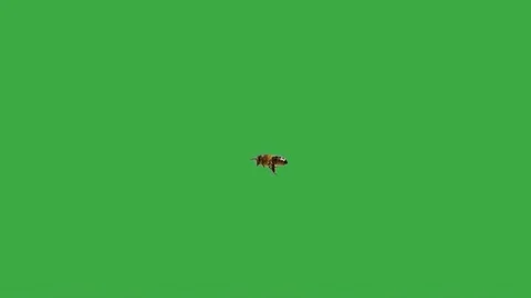 flying bee with green screen. slow motio... | Stock Video | Pond5