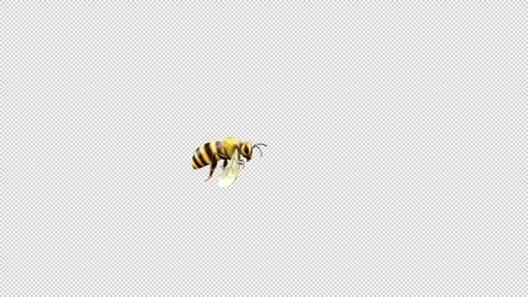 Flying Bee idle Stock Footage 320777711