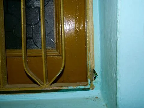 Flying bee insect making own house from soil material at window corner. Stock Photos