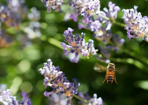 Flying bee in lavender back Stock Photos