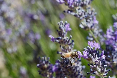 Flying bee in lavender Stock Photos